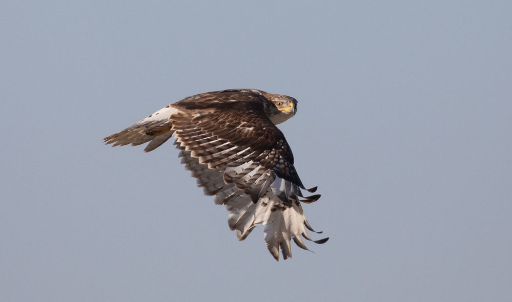 Ferruginous Hawk © Erik Bruhnke